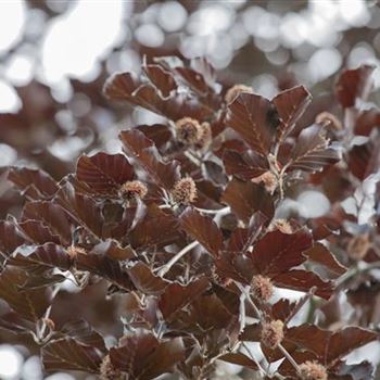 Fagus sylvatica 'Purpurea Latifolia'