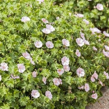 Geranium sanguineum 'Apfelblüte'