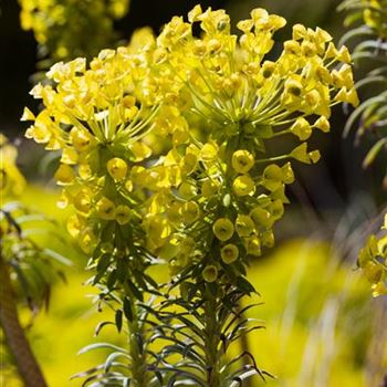 Euphorbia characias var. wulfenii