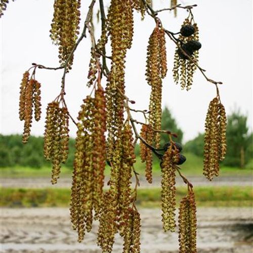 Alnus spaethii