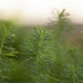 Euphorbia cyparissias