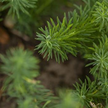 Euphorbia cyparissias