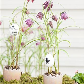 Fritillaria meleagris