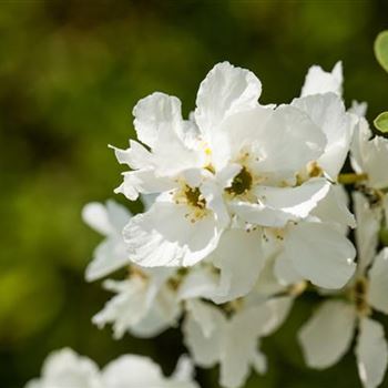 Exochorda racemosa 'Magical Springtime'