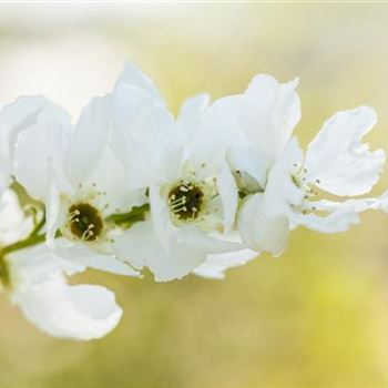 Exochorda racemosa 'Magical Springtime'