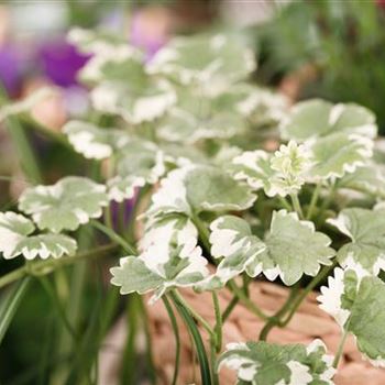 Glechoma hederacea 'Variegata'