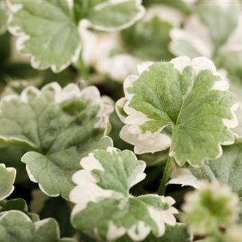 Glechoma hederacea 'Variegata'