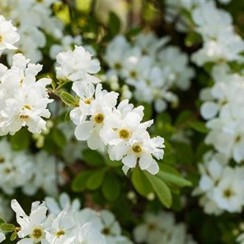 Exochorda x macrantha 'The Bride'