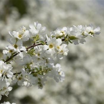 Exochorda x macrantha 'The Bride'