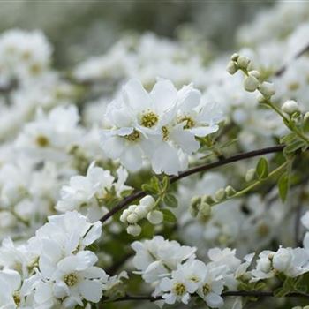 Exochorda x macrantha 'The Bride'