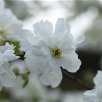 Exochorda x macrantha 'The Bride'