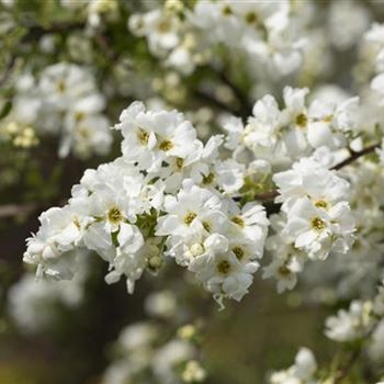 Exochorda x macrantha 'The Bride'