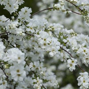 Exochorda x macrantha 'The Bride'