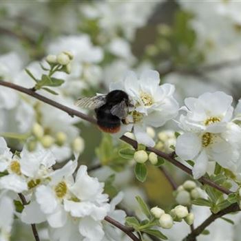 Exochorda x macrantha 'The Bride'