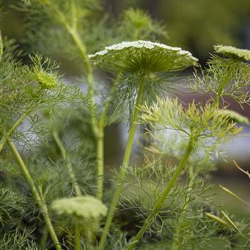 Foeniculum vulgare