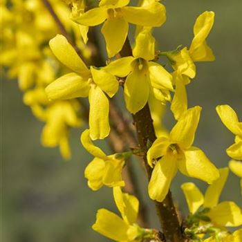 Forsythia x intermedia 'Lynwood'