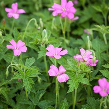 Geranium endressii 'Wargrave Pink'