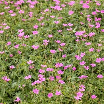 Geranium endressii 'Wargrave Pink'