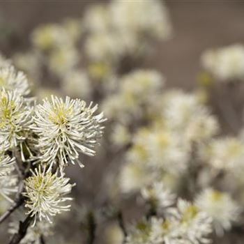 Fothergilla major