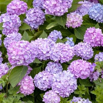 Hydrangea 'Endless Summer'®