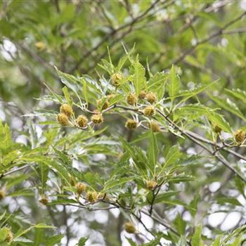 Fagus sylvatica 'Asplenifolia'