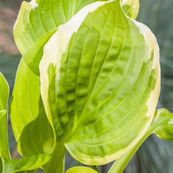 Hosta 'Shade Fanfare'