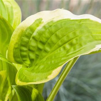 Hosta 'Shade Fanfare'