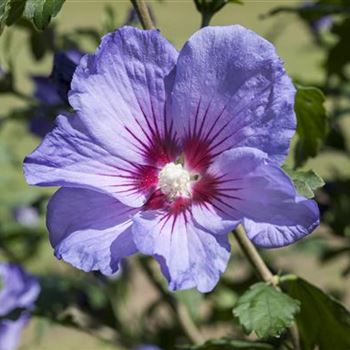 Hibiscus syriacus, blau