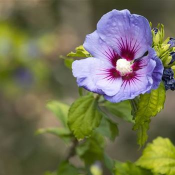 Hibiscus syriacus 'Oiseau Bleu'