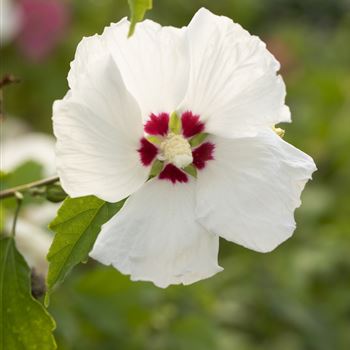 Hibiscus syriacus 'Red Heart'