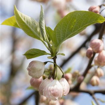 Halesia carolina