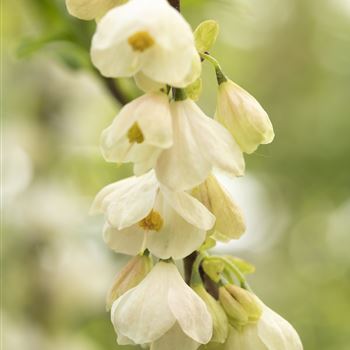 Halesia carolina