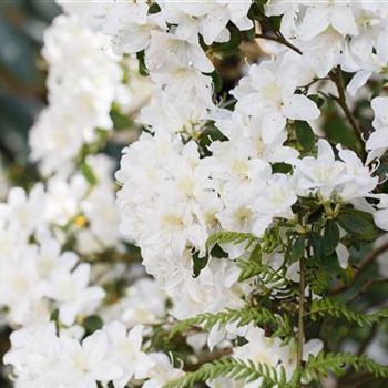 Rhododendron obtusum 'Schneesturm'