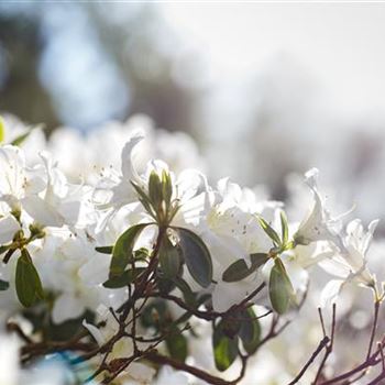 Rhododendron obtusum 'Schneesturm'