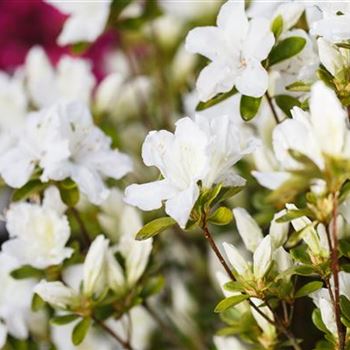 Rhododendron obtusum 'Schneesturm'