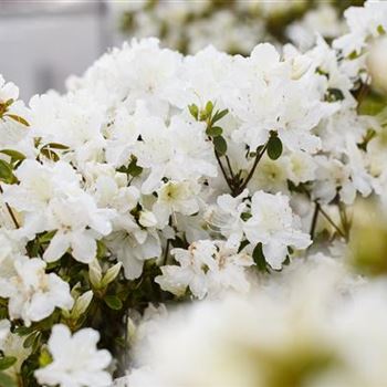 Rhododendron obtusum 'Schneesturm'