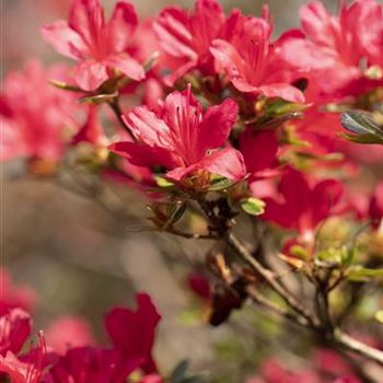 Rhododendron obtusum 'Hino-crimson'