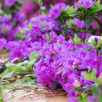 Rhododendron obtusum 'Königstein'