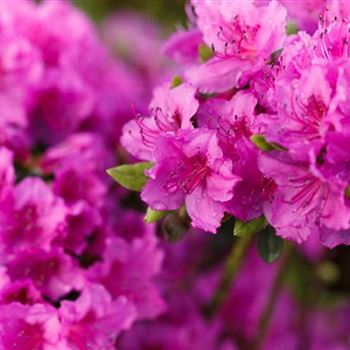 Rhododendron obtusum 'Königstein'