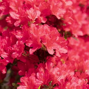 Rhododendron obtusum 'Hino-crimson'