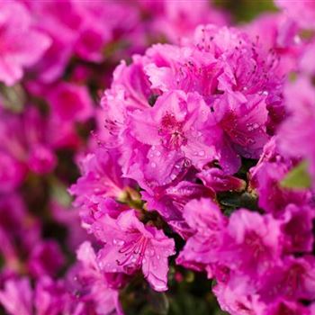 Rhododendron obtusum 'Königstein'