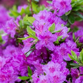 Rhododendron obtusum 'Königstein'