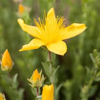 Hypericum polyphyllum 'Grandiflorum'