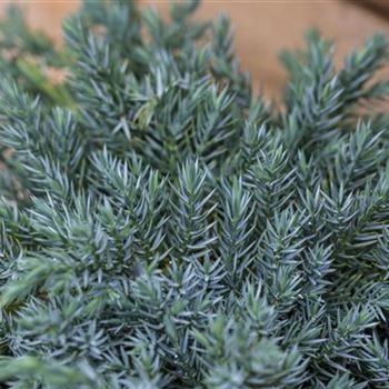 Juniperus squamata 'Blue Carpet'