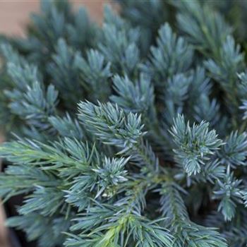 Juniperus squamata 'Blue Carpet'