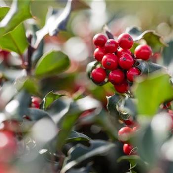 Ilex meserveae 'Blue Angel'®