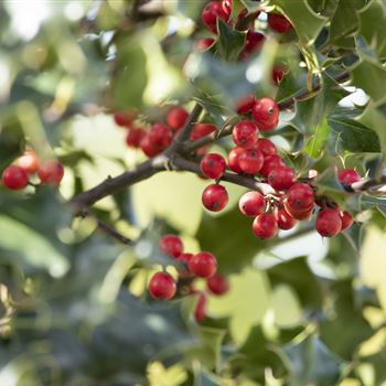 Ilex aquifolium 'Alaska'