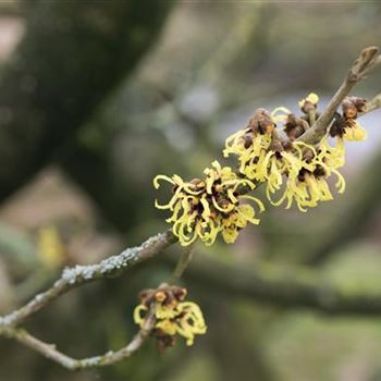 Hamamelis x intermedia 'Primavera'