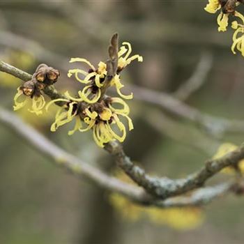 Hamamelis x intermedia 'Primavera'