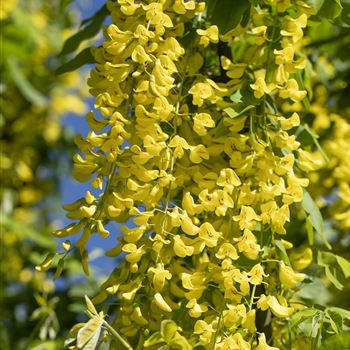 Laburnum anagyroides